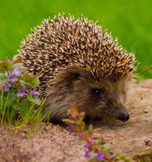 ����� ����� ����