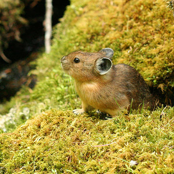 ������� ������ (Ochotona pusilla)