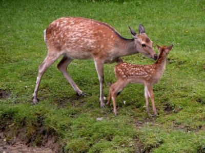����� ��������� (Cervus nippon)