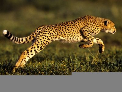 ������ - ������� � ������������