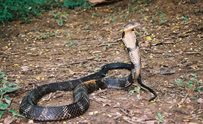 �������� ����� - ����������� �����