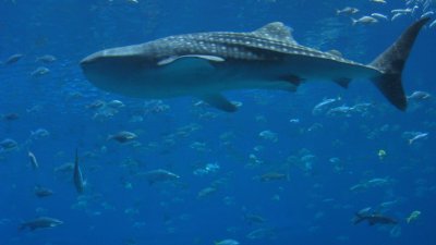 ����� �������� �������� ����� ������� - ����� ���