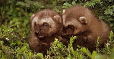 �������� - ����� ������������ ��������