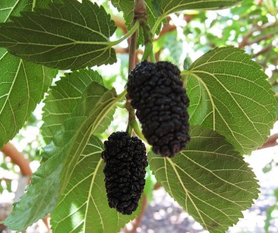 ������������ ��������� � ������� ����