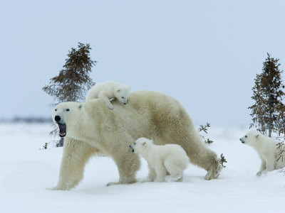 ������ ������ - ����� �������