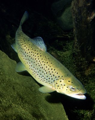 ������������ ������