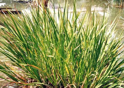 ��� �������� (������������)