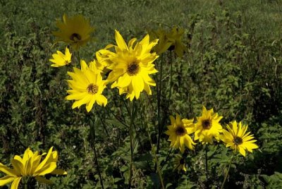 ���� �������� ������ - ����������