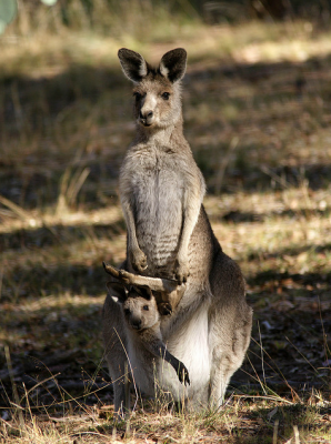 ������ ��������� ���� - �������