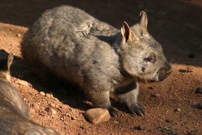 ������� - ���������� ������������� ��������