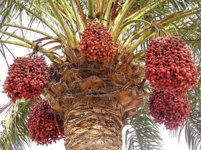 ������ � ������� - ������