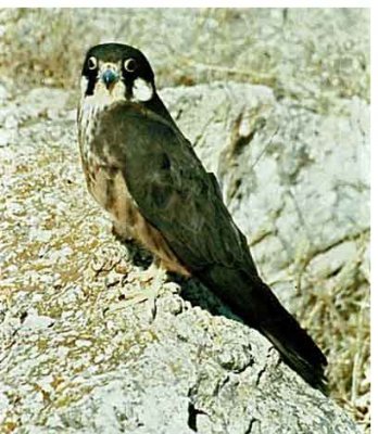 ����� ������� �'�������