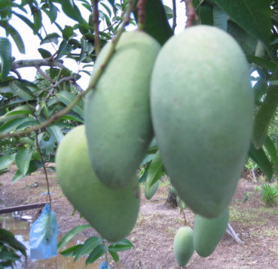 ����������� ���� - �����