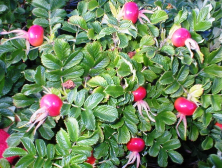 �������� �������