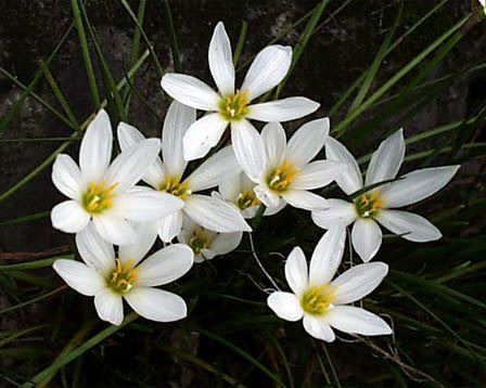 ����������, ������ ��������� �����