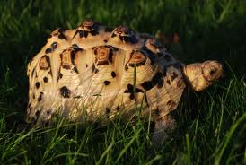 �������� ��������